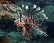 Pterois volitans Вкарване на р...