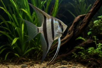 Pterophyllum scalare (Скалар)