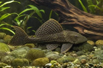 Pterygoplichthys anisitsi (Снежен PLECO)