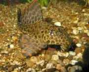 Pterygoplichthys gibbice... PLECO ROYAL