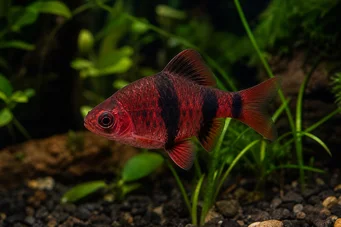 Puntius nigrofasciatus (Червена глава брада, брадати)