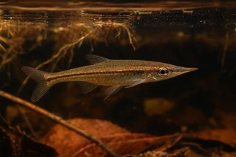 Pyrrhulina beni (Pyrrhulina Beni)