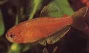 Rachoviscus crassiceps Характеристики с дебела глава, Златна тетра