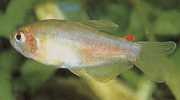 Rachoviscus graciliceps Gracile Характер