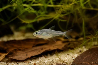 Rachoviscus graciliceps Gracile Характер