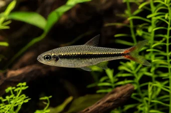 Rasbora borapetensis Червено -утаен