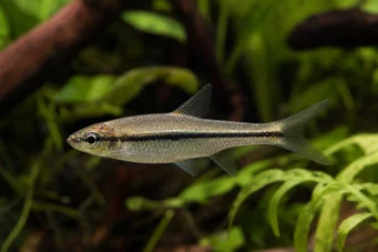 Rasbora daniconius Расбора Даниконий