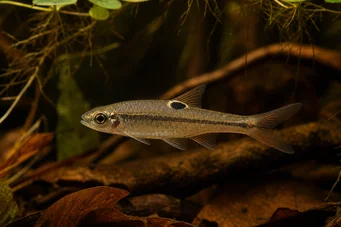 Rasbora dorsiocellata Расбора при Окел