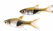 Rasbora heteromorpha Расбора Арле�...
