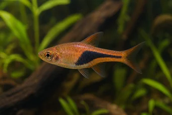 Rasbora heteromorpha Расбора Арлекин
