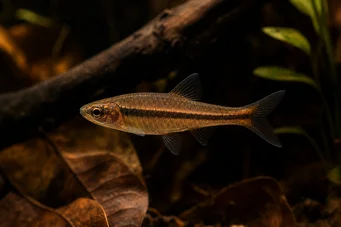 Rasbora kalachroma Клоун на Расбора