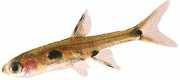 Rasbora maculata Pygmy Rasbora
