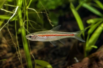 Rasbora pauciperforata Червена линия Rasbora