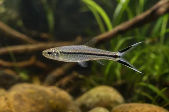 Rasbora trilineata Ножици на Расбора