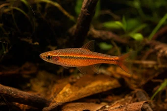 Rasbora vaterifloris Перла