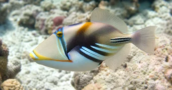 Rhinecanthus aculeatus (Балист-пикасо)