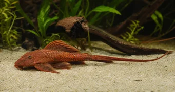 Rineloricaria sp rouge Rineloricaria Red