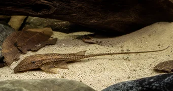 Rineloricaria Ринелорикария
