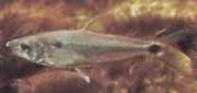 Roeboexodon guyanensis Акула тетра