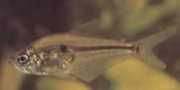 Roeboides caucae Характер дю Каука