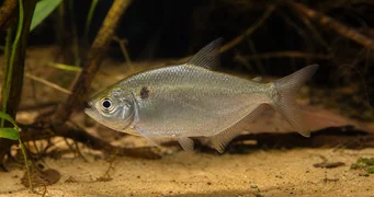 Roeboides caucae Характер дю Каука