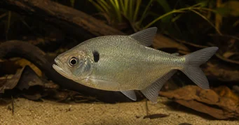 Roeboides descalvadensis Hunchback, глава в долната част на Дескалвадо