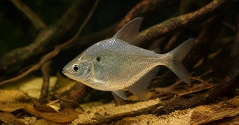 Roeboides meeki Стъклен тетра