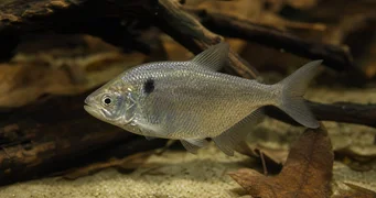 Roeboides paranensis Hunchback, глава в долната част на Парагвай