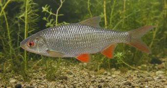 Rutilus rutilus Хлебарка
