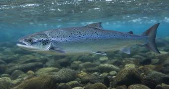 Salmo salar (Атлантическа сьомга)