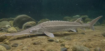 Scaphirhynchus platorhynchus (Платформа есетра)