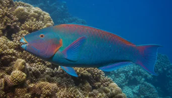 Scarus rubroviolaceus (Поляна)