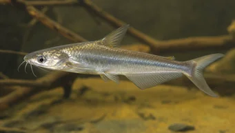 Schilbe intermedius (Сребърен сом)