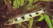 Schizodon fasciatus Очарована ши�...