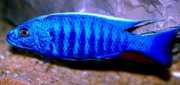 Scianochromis fryeri Електрическо...