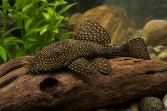Silure ancistrus Древен
