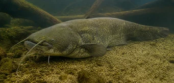 Silurus glanis (Глейн сом / голям сом)