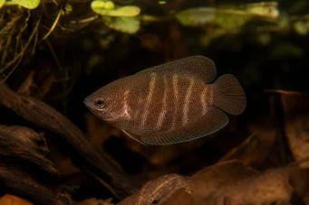 Sphaerichthys osphromenoides (Шоколадов гурами)