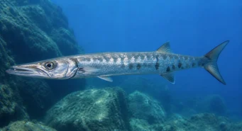 Sphyraena sphyraena (Морска щука)