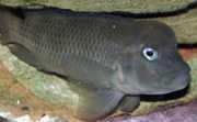 Steatocranus casuarius Hunchback Head, шлем...