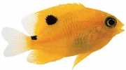 Stegastes planifrons Lady Orange