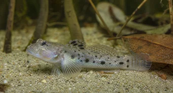 Stigmatogobius sadanundio (Забеляза Гоби)