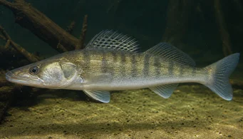 Stizostedion lucioperca (Сортиер)