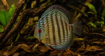 Symphisodon aequifasciata Зелен дискус