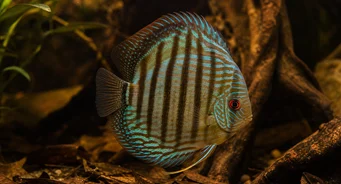 Symphysodon aequifasciata Дискусия