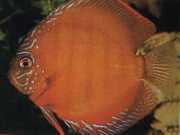 Symphysodon aequifasciat... Дискусия Бра�...
