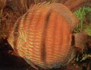 Symphysodon discus Hecke... Дискусия на х...