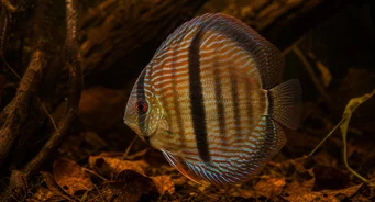 Symphysodon discus Heckel (Дискусия на хекел)