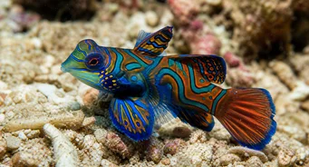 Synchiropus splendidus (Мандаринска риба)
