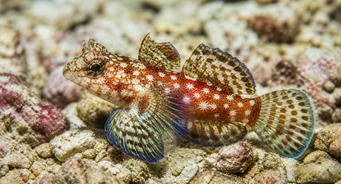 Synchiropus stellatus Звездна мандаринска риба